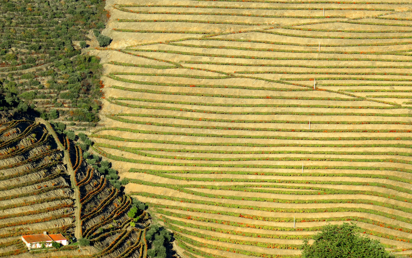 Terraced vineyards